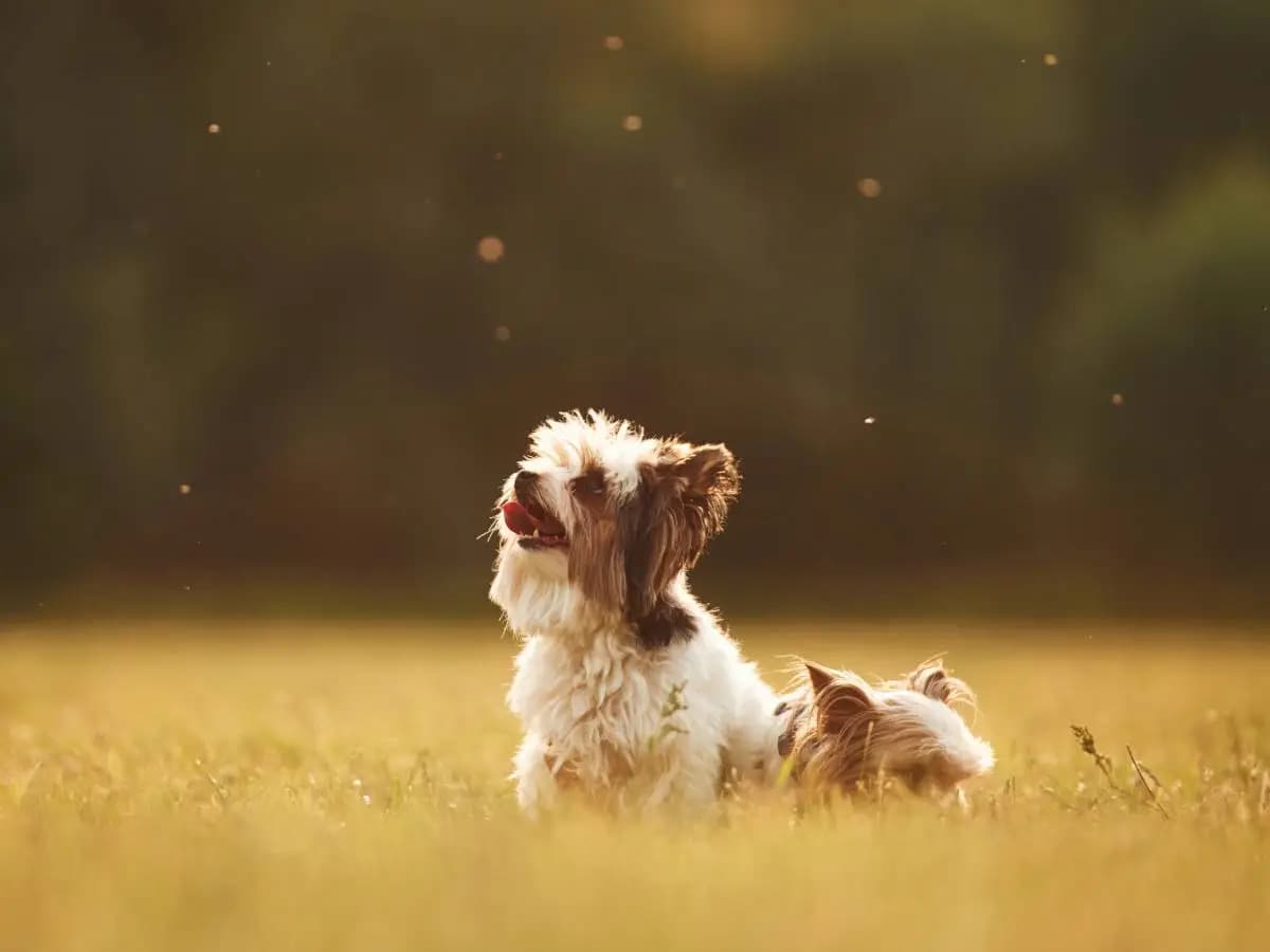 Cosa fare se un cane viene punto da un’ape