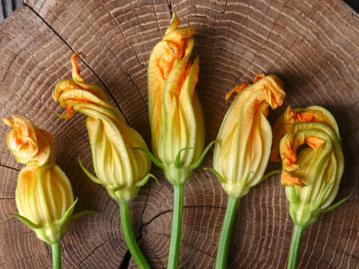I fiori di zucca sono una verdura