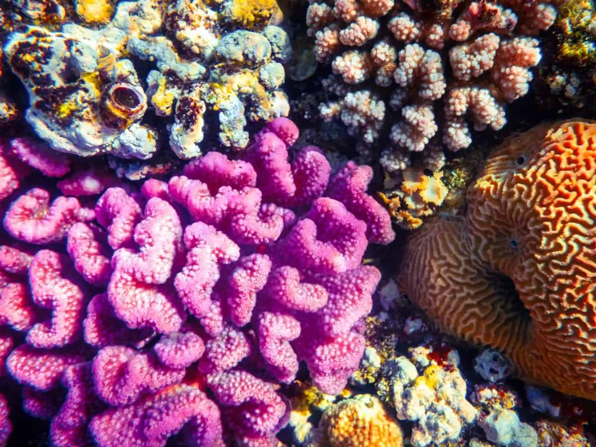 Grande Barriera Corallina, in Australia la più grande moria di coralli di sempre