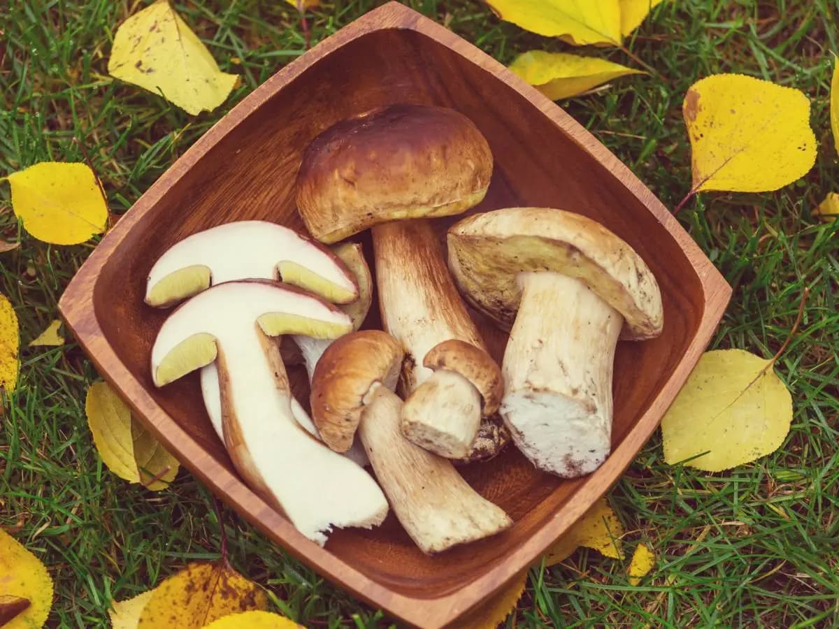 Funghi porcini, alcuni trucchi per la raccolta