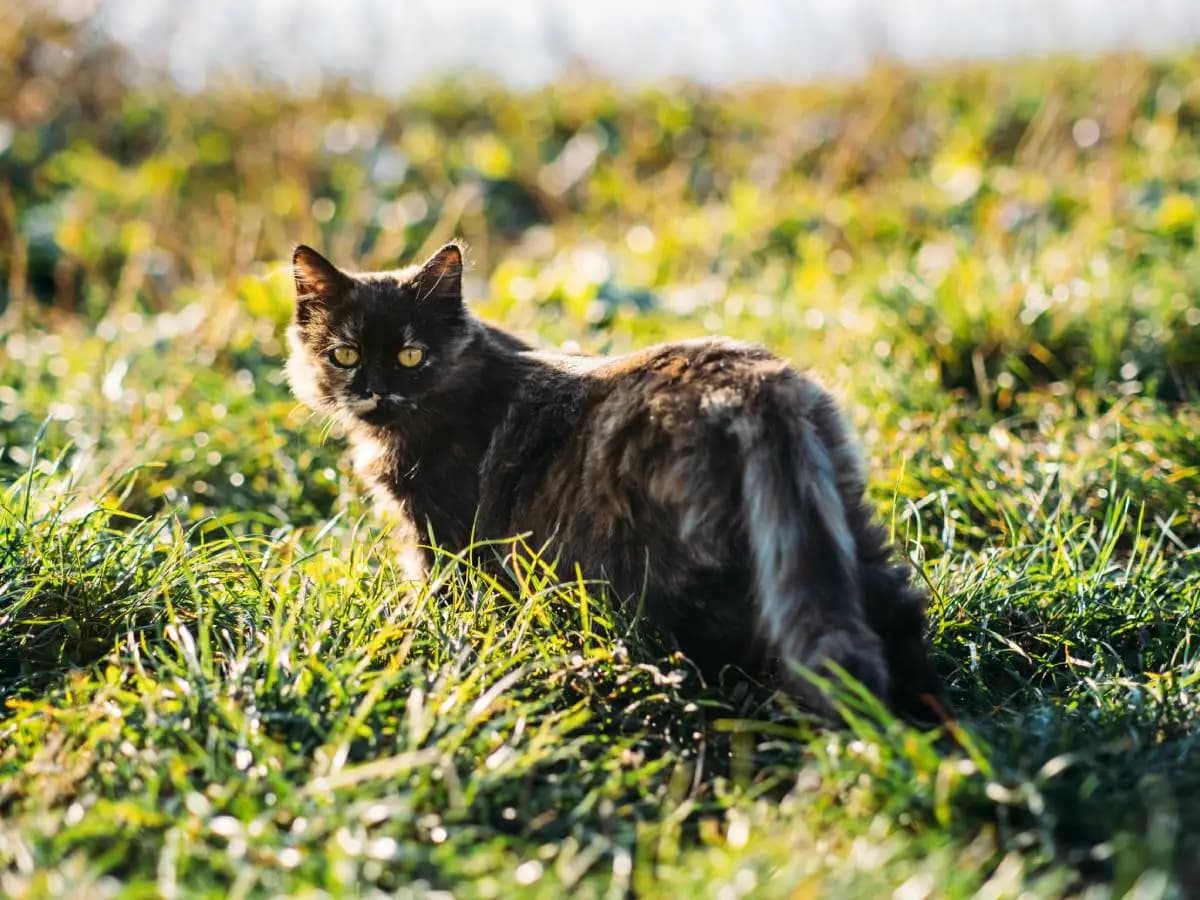 Cos’è il gatto Highlander