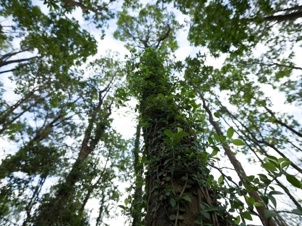 Foresta Amazzonica, gli alberi diventano più grandi per colpa della CO2