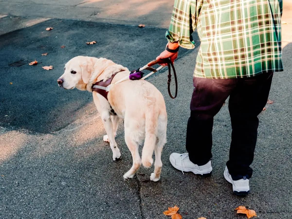 Cane guida, qual è la razza più adatta