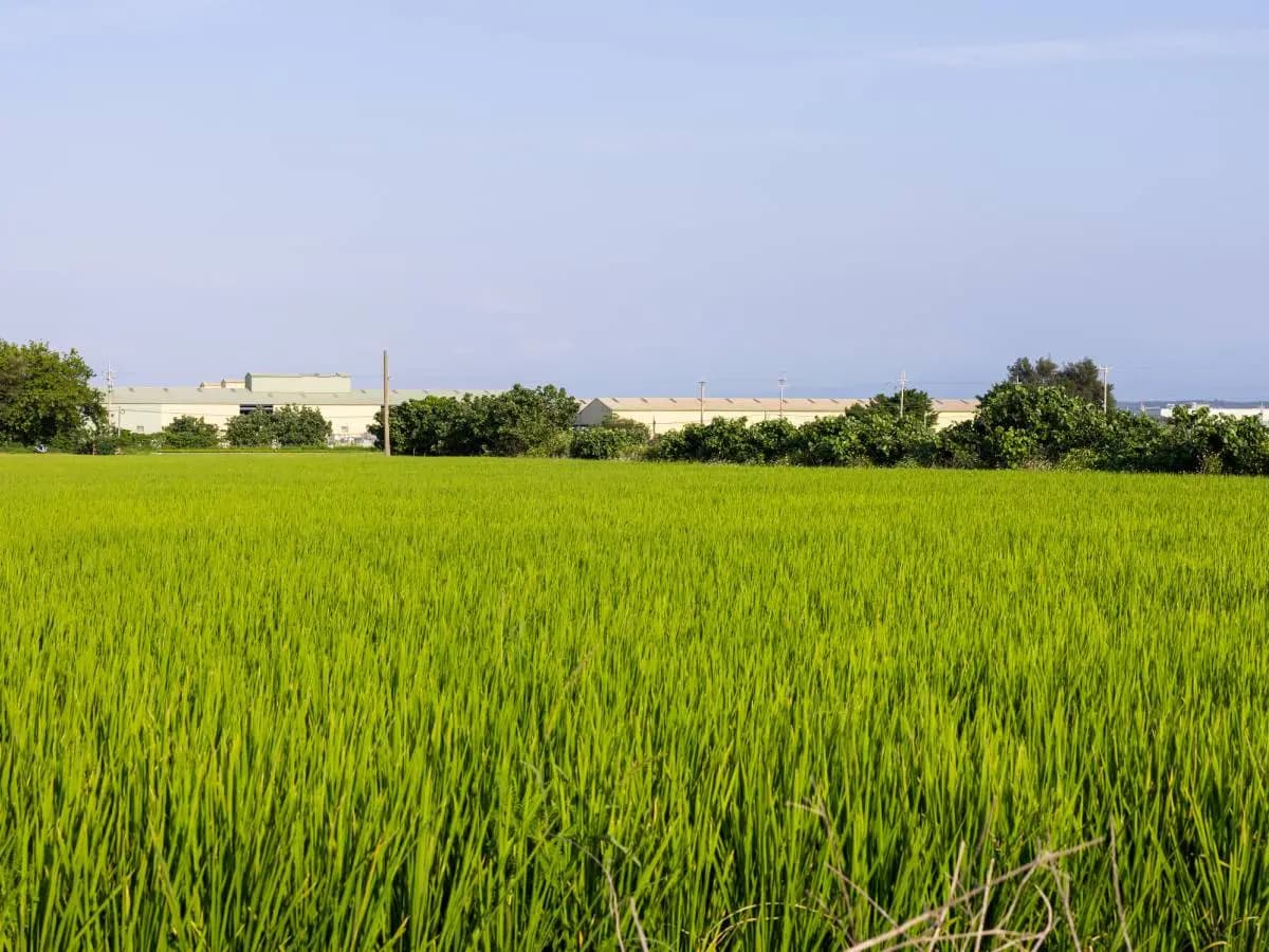 Metano in atmosfera, anche il riso fa la differenza