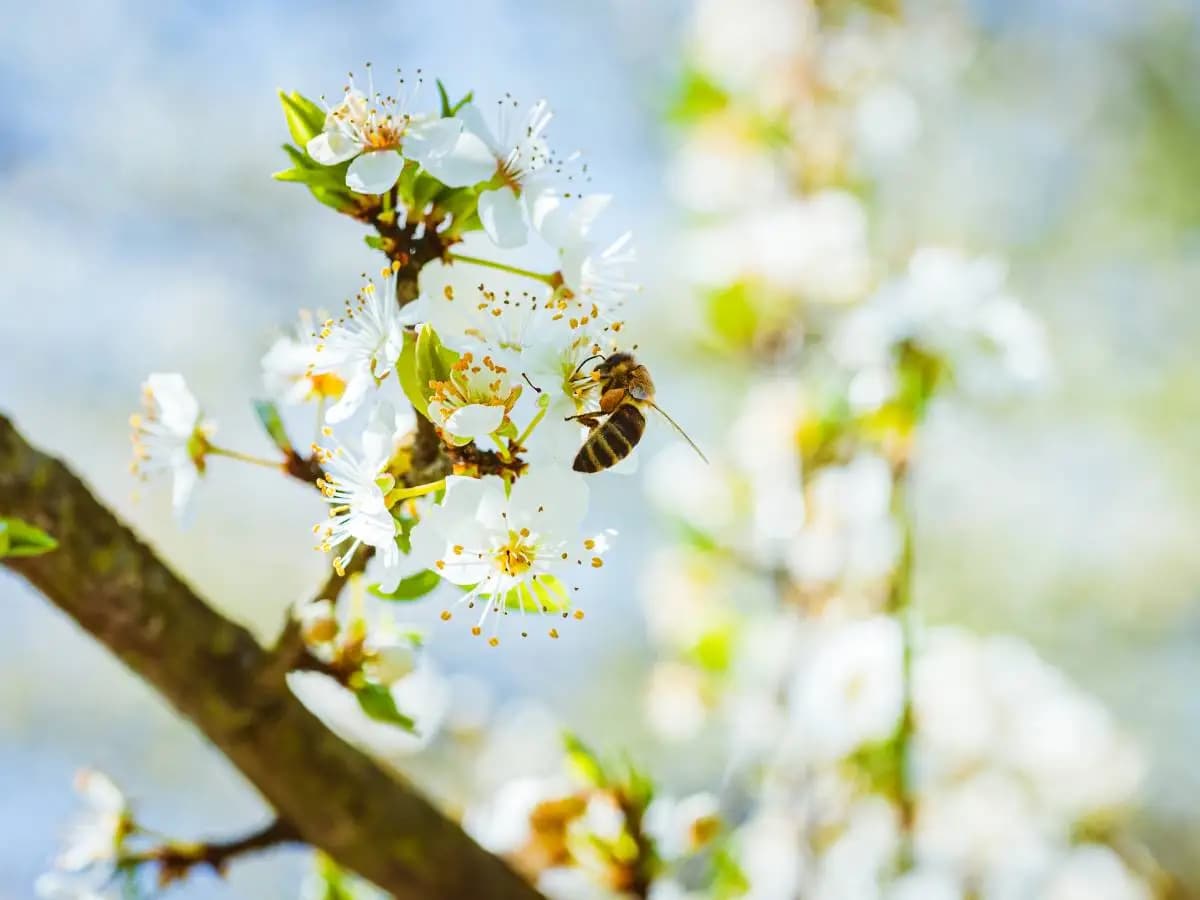 Le api selvatiche in Europa sono ufficialmente a rischio estinzione