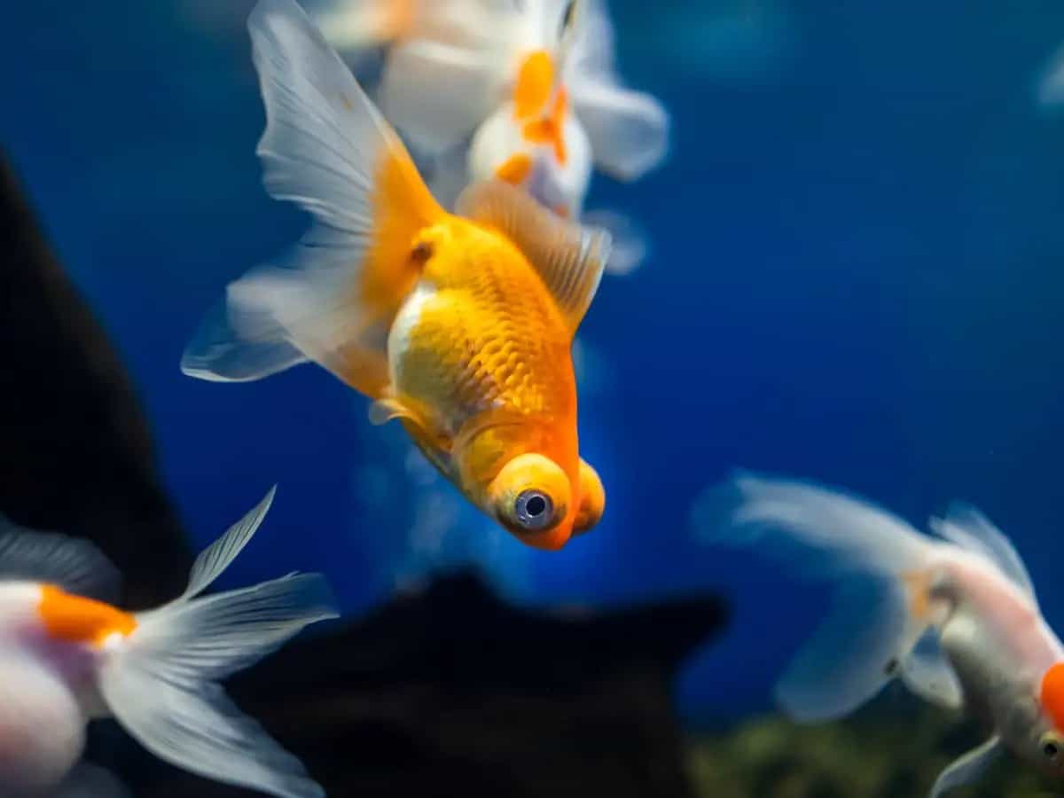 Perché i pesci rossi stanno sul fondo dell’acquario