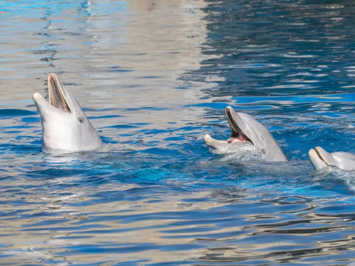 Delfini, la loro vita media nell’Atlantico si accorcia