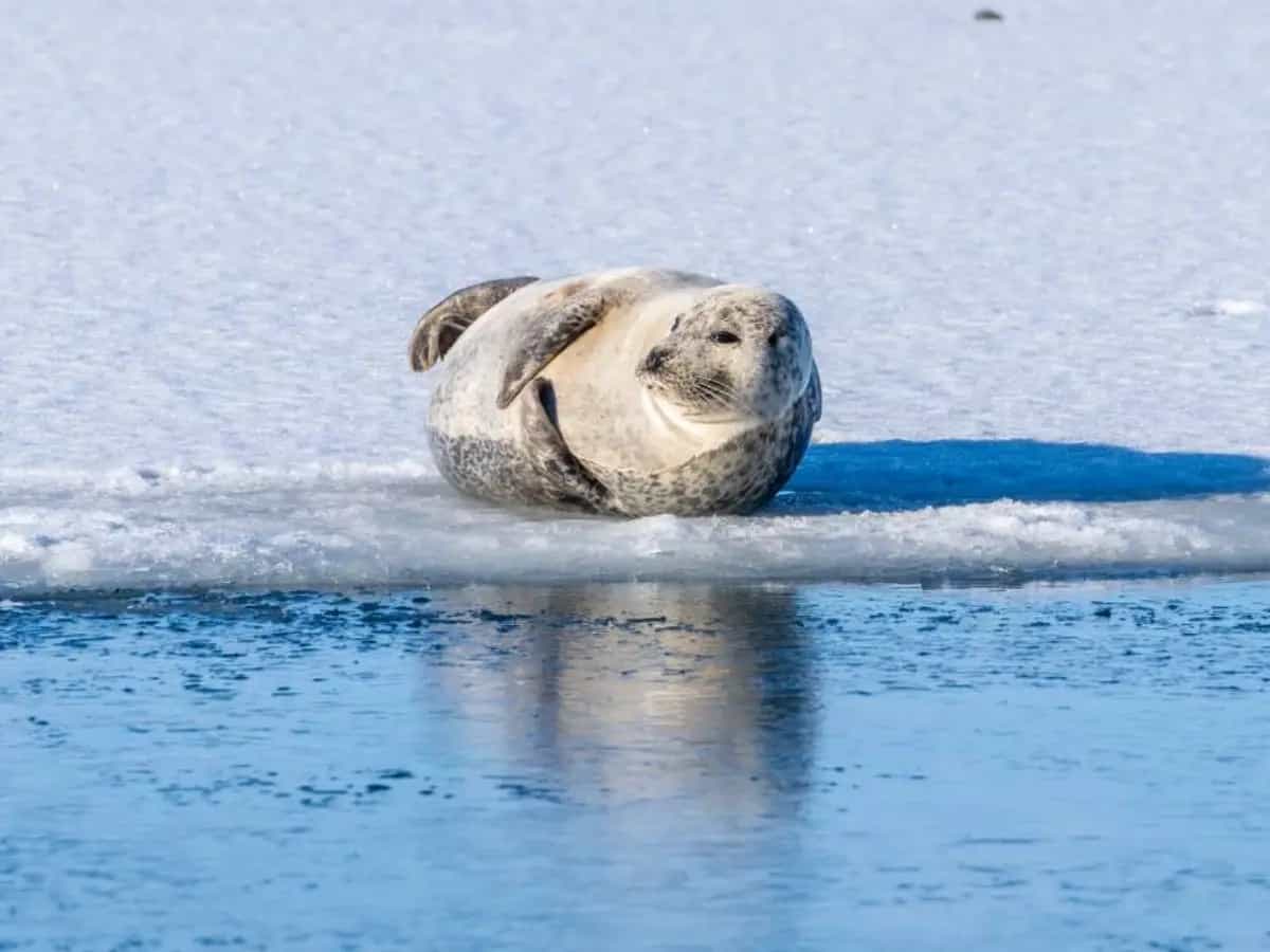 Le foche artiche sono a rischio estinzione