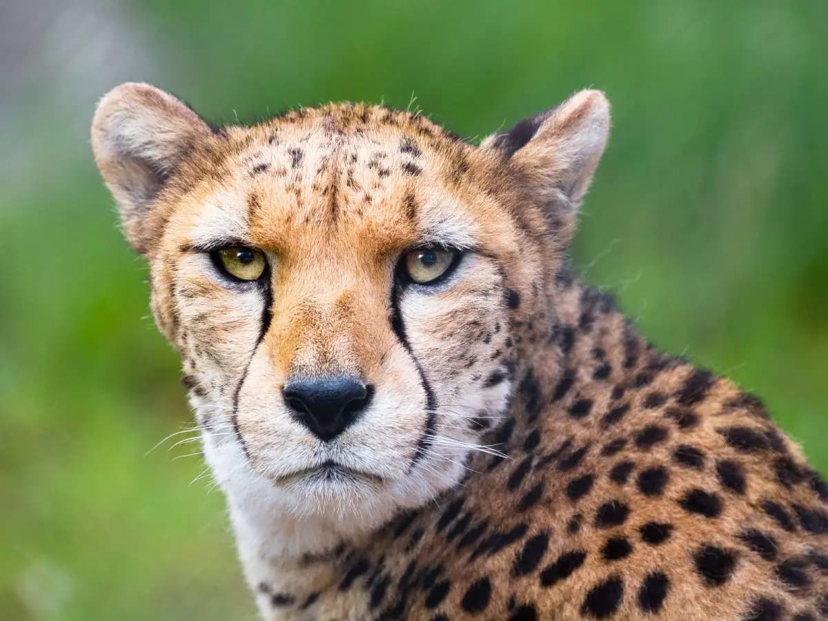 Qual è la differenza tra leopardo e ghepardo