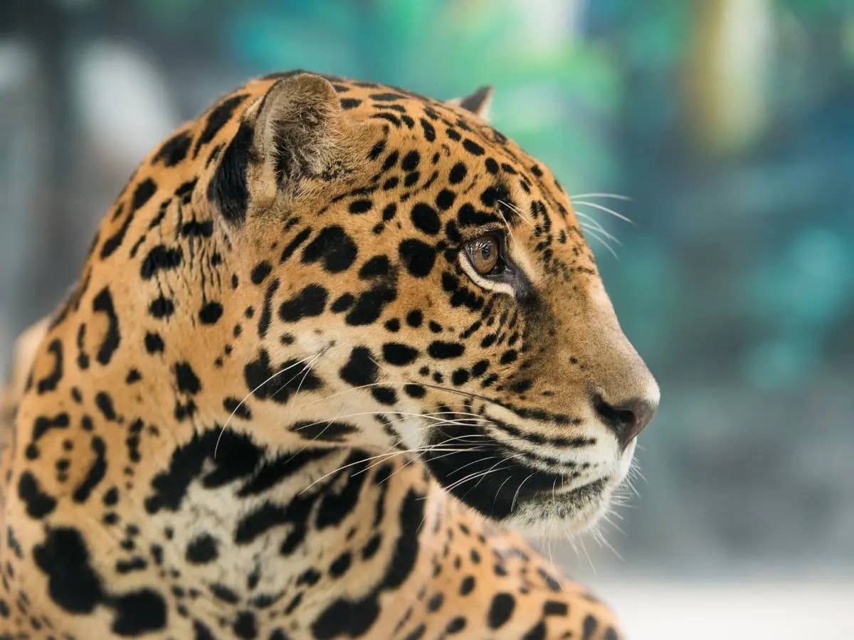 Che differenza c’è tra giaguaro e leopardo