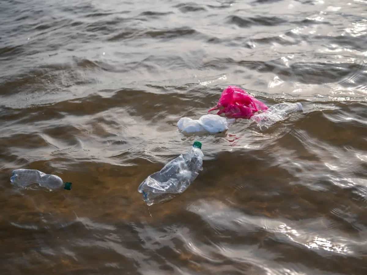 Plastica, ne basta poca per uccidere gli animali marini