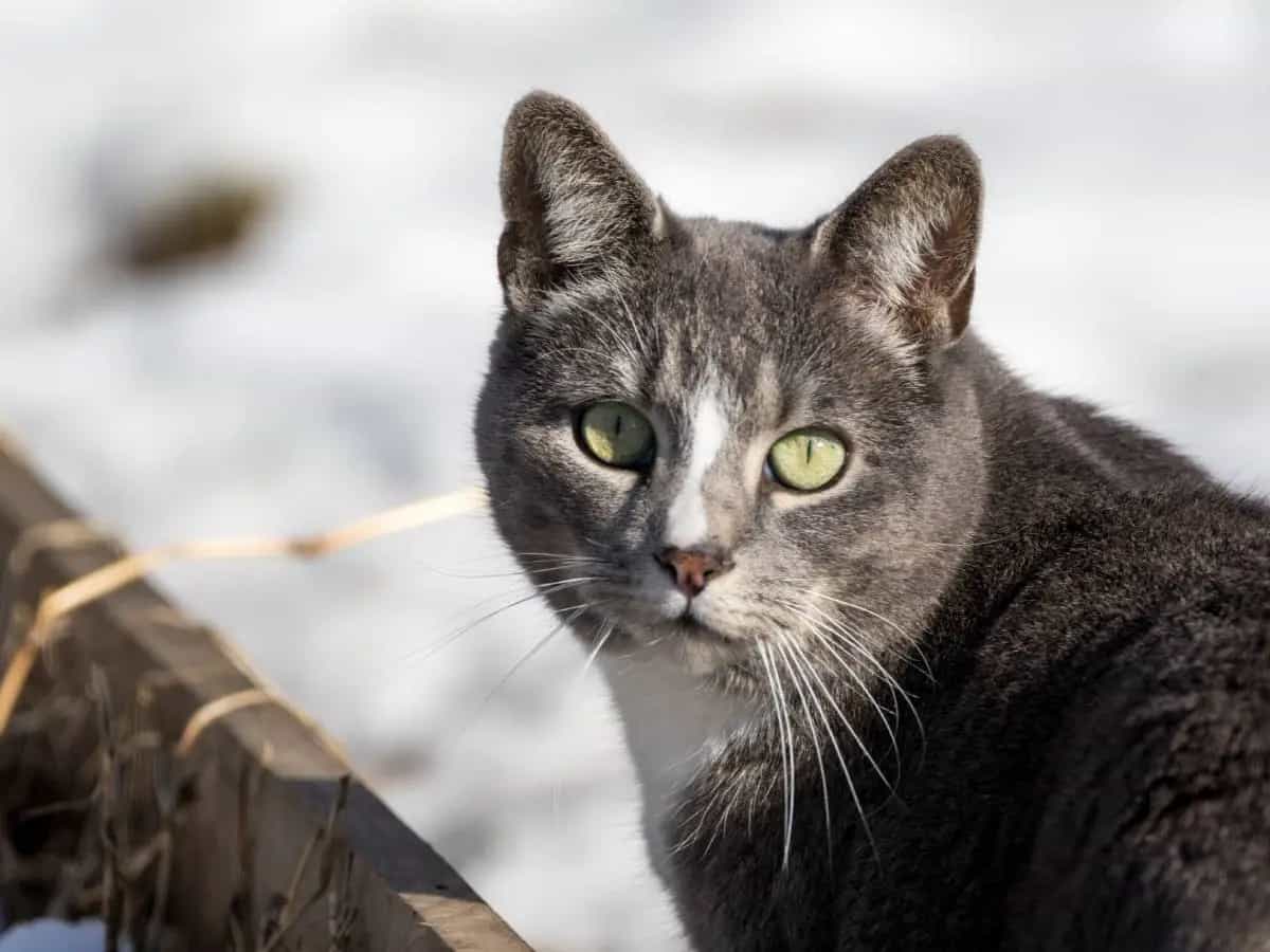 Il gatto soffre il freddo in inverno