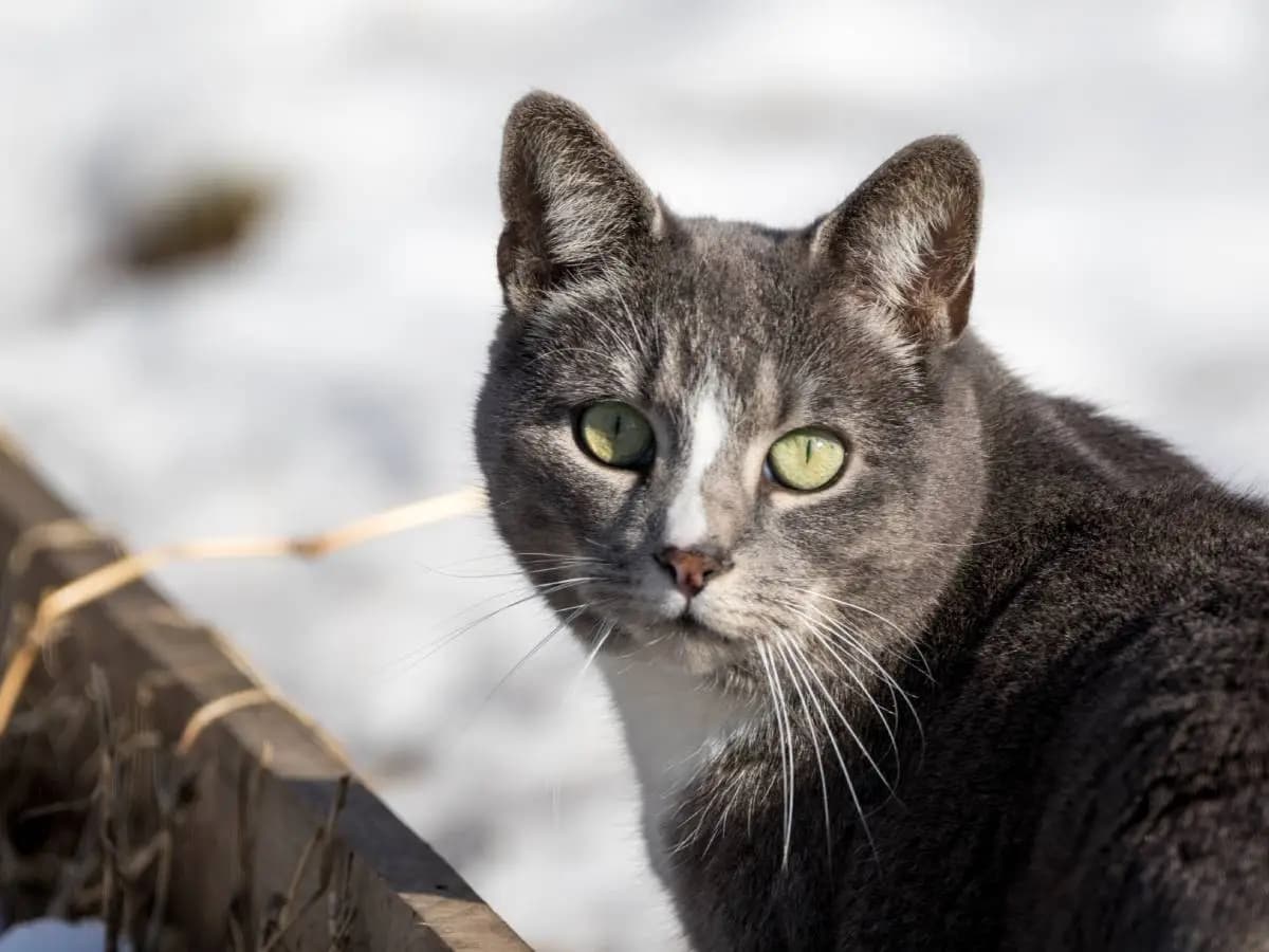 Il gatto soffre il freddo in inverno