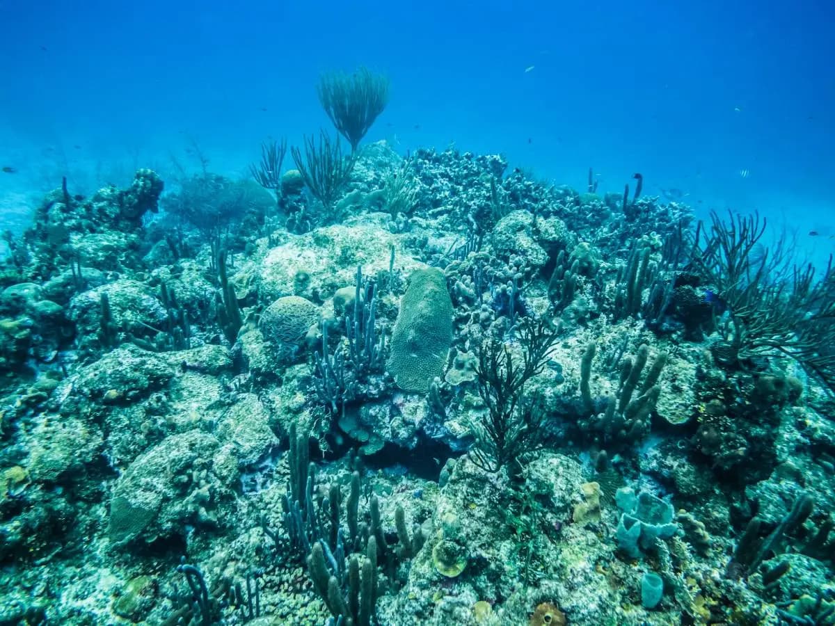 Caraibi, la moria di coralli è senza precedenti