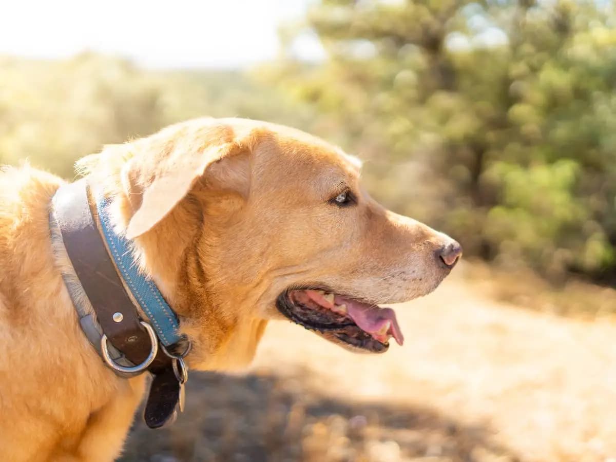 Cos’è lo smartphone per animali domestici