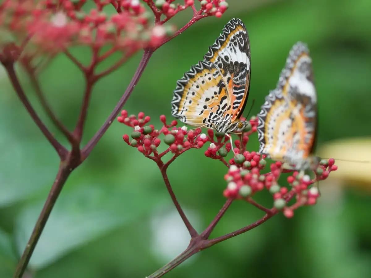 Farfalle, come funzionano le loro migrazioni