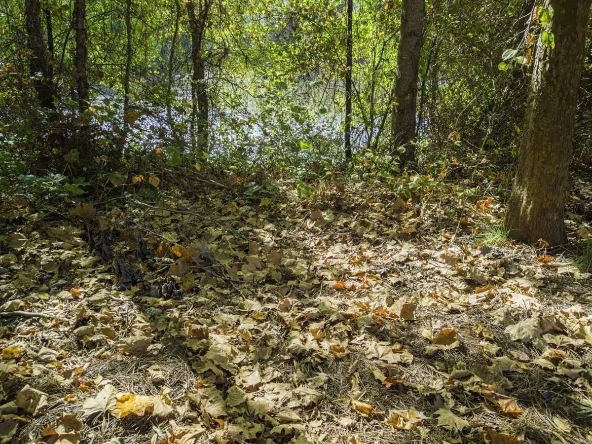 Foreste e cambiamento clima, come capire dov’è il limite