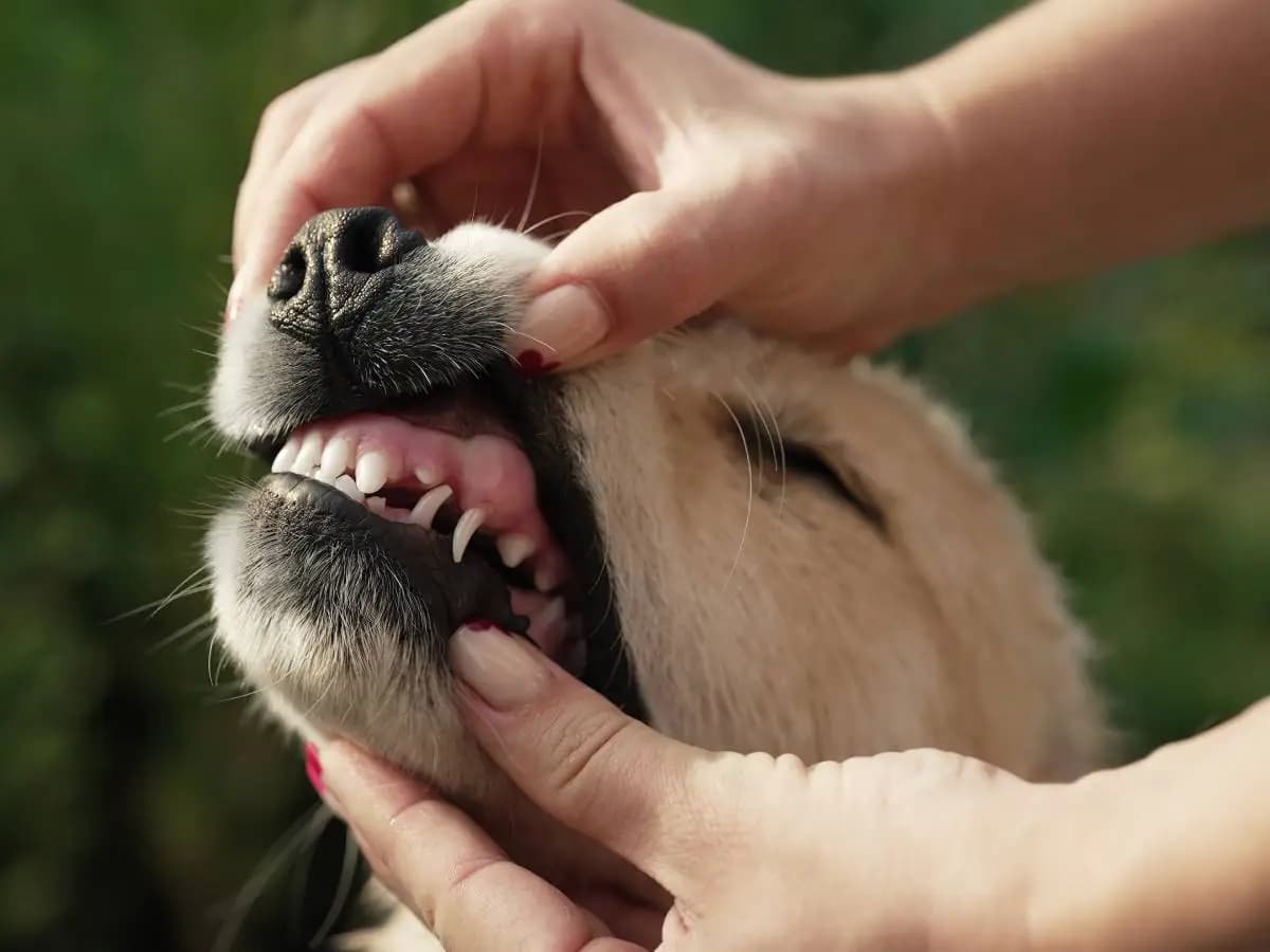 Cani, quando cambiano i denti e cosa fare