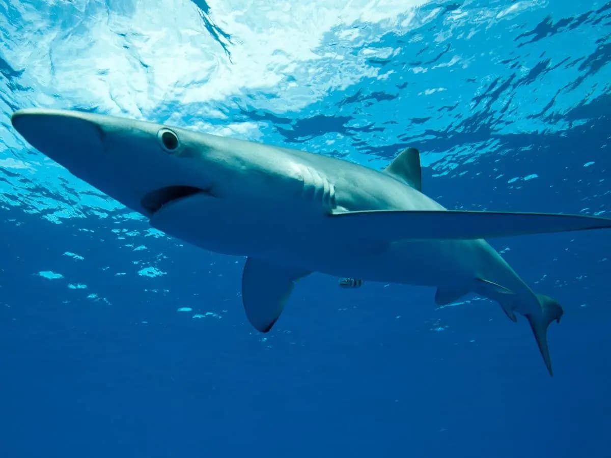 Squali nel Mediterraneo, specie presenti e rischi reali per l’uomo