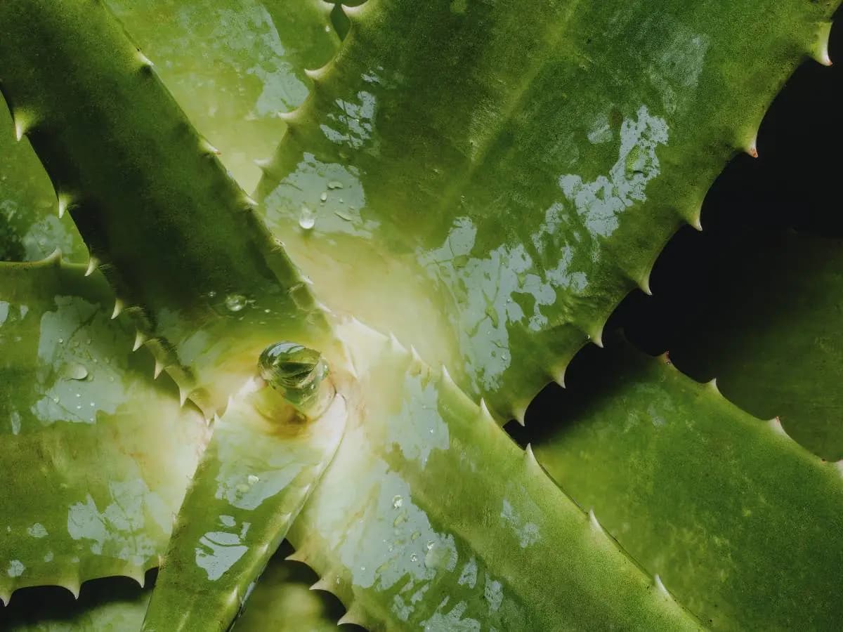La differenza tra agave e aloe: come distinguerle