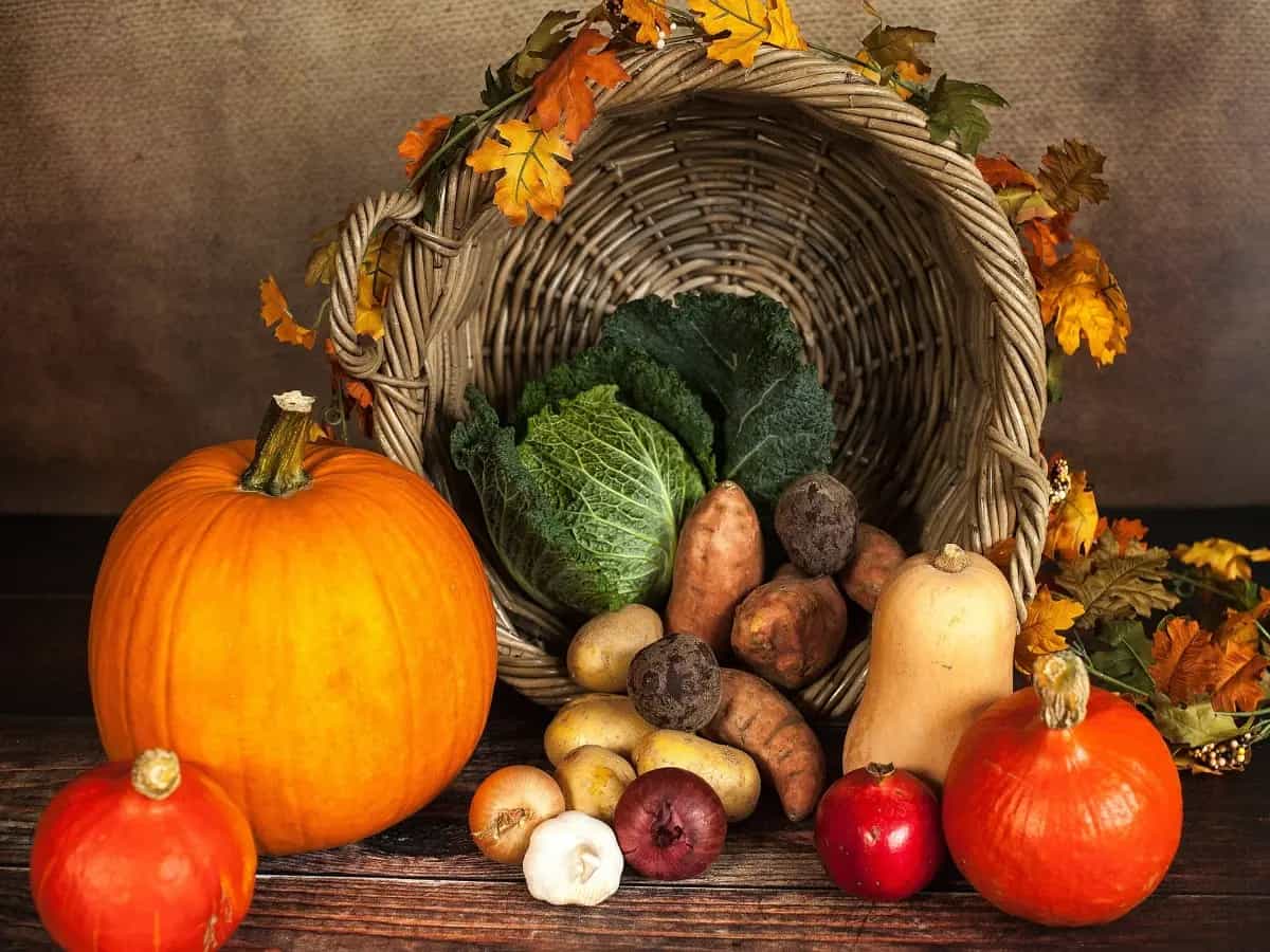 differenza zucca violina zucca butternut